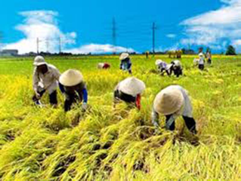 Tản văn của Vũ Ngọc Cầm : BAO GIỜ CHO ĐẾN THÁNG MƯỜI